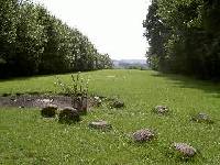 wiese